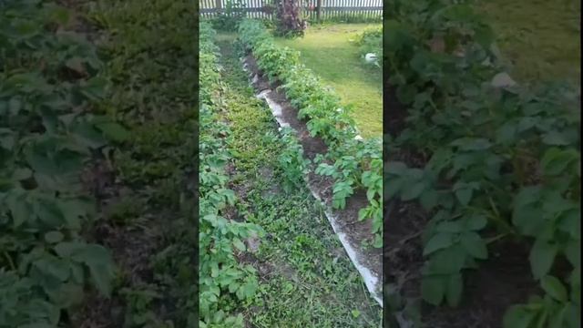 Картошка на картонке