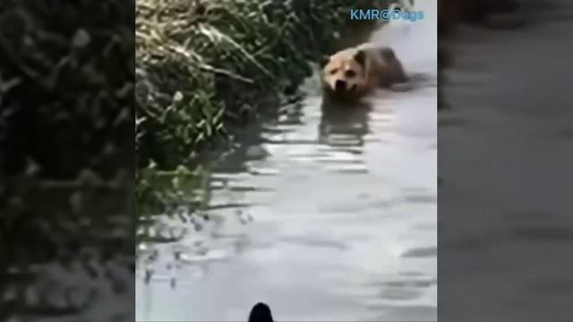 Поймай меня, если сможешь🤣 ( видео про собак )