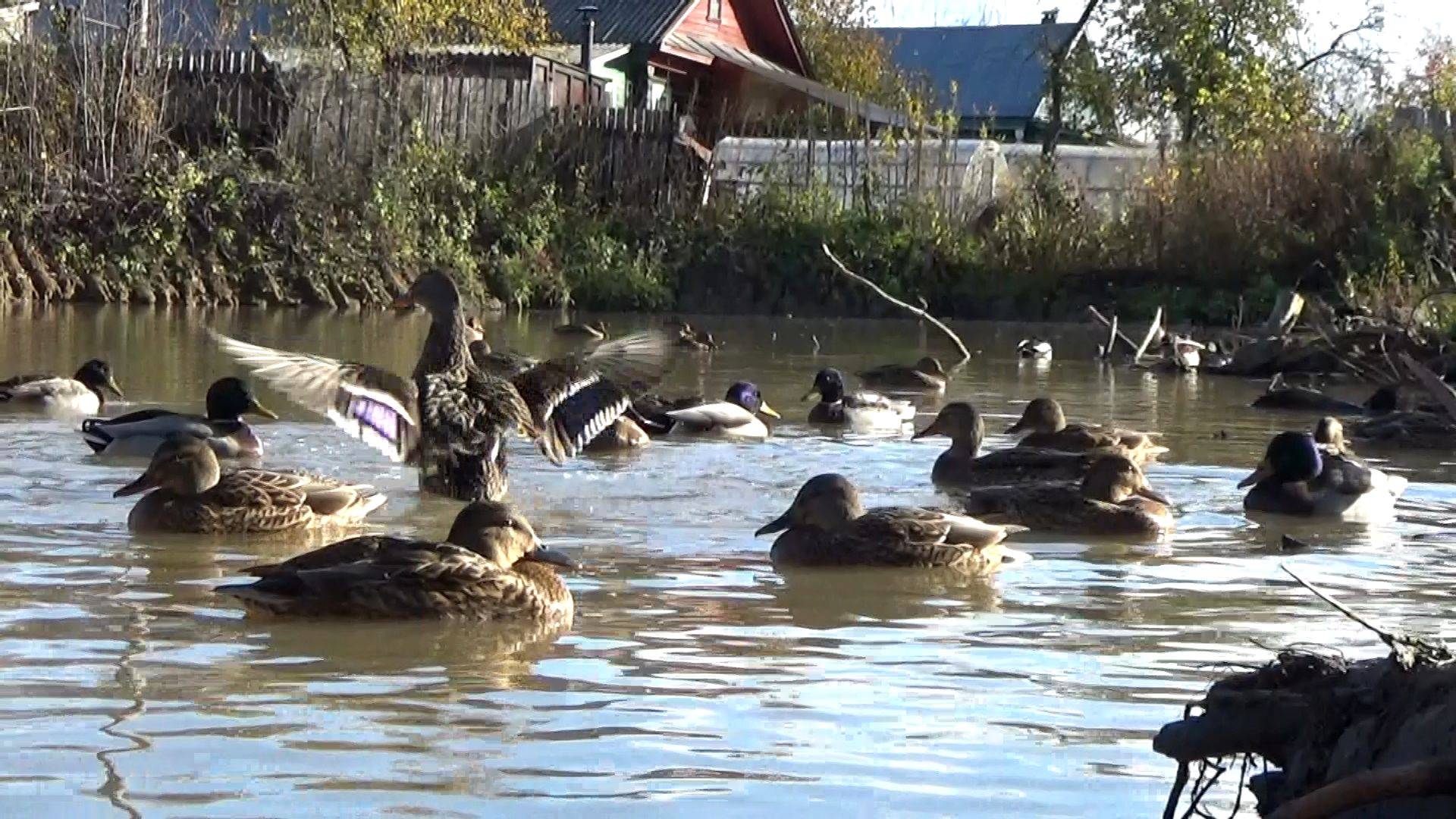 Утки в пруду на Пригородной улице в городе Вязники не спешат улетать. Съемка 30.10.2024