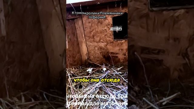 Кто мои кролики_ Племянники на ферме!