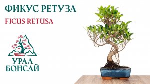 Фикус Ретуза часть 1 - Ficus Retusa - Воздушная отводка в клубе Урал Бонсай