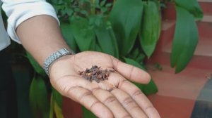 Сад специй и лавка древесины на Шри-Ланке