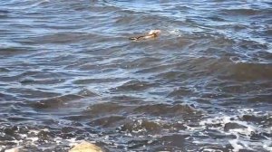 Смотреть Как Я Провела Обучение Тетахилинг На Кипре - Обучение На Кипре