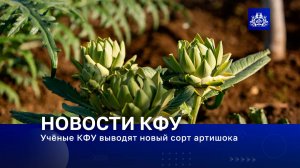 Учёные КФУ выводят новый сорт артишока