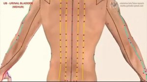 Меридианы, энергетические каналы человека(3)