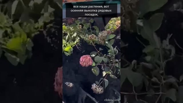 Производство гортензий в питомнике Веры Глуховой
