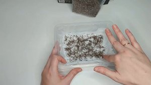 Проращивание семян Чиа в домашних условиях