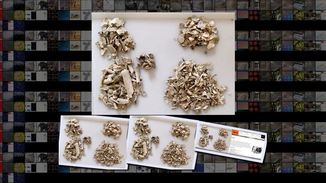 Археологи и биологи научились определять пол древних кремированных останков смотреть онлайн