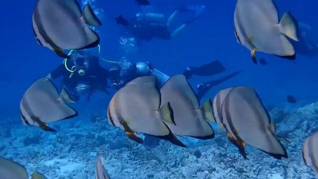 Maldives Yoga Retreat March 2022 смотреть онлайн