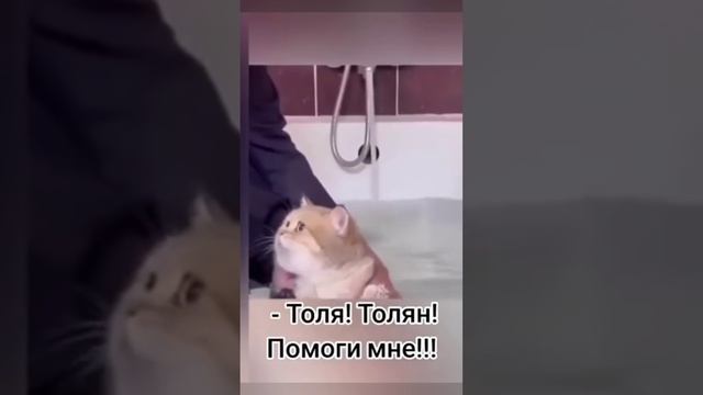 Котик говорит - Толяяя, ну Толян, помоги !!!