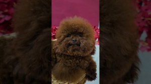 Той пудель редбраун для вязки,ШОН