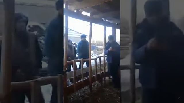 Гиссар -арашан асыл  тұқымды ұрықтық қошқар 2021 жылдың төлі