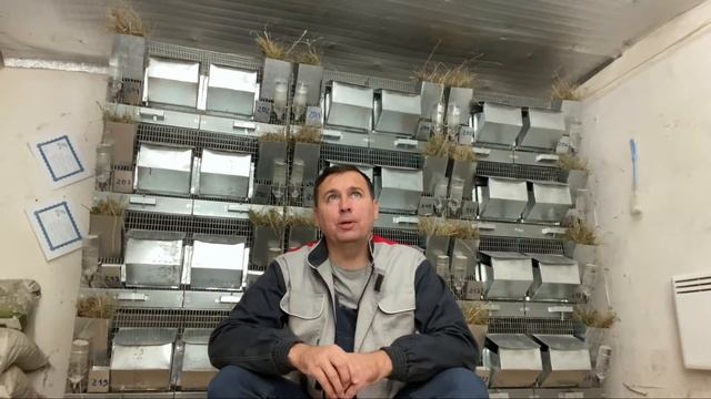 ГРОЗИТ ЛИ ШИНШИЛЛАМ УЧАСТЬ НОРОК | ШИНШИЛЛОВАЯ ФЕРМА |ФЕРМА ШИНШИЛЛ смотреть онлайн