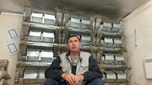 ГРОЗИТ ЛИ ШИНШИЛЛАМ УЧАСТЬ НОРОК | ШИНШИЛЛОВАЯ ФЕРМА |ФЕРМА ШИНШИЛЛ