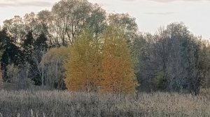 ОСЕННЯЯ МОЗАИКА