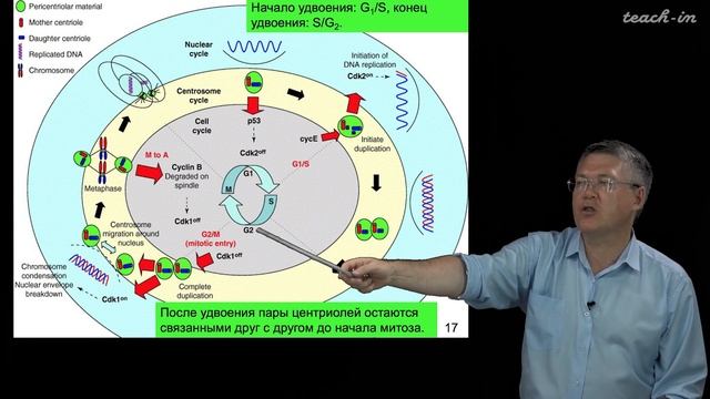 Дубынин В.А. - 100 часов школьной биологии - 2.12. Размножение клеток: митоз