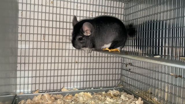 КОГО ВЕЗУ НА ВЫСТАВКУ | ШИНШИЛЛОВАЯ ФЕРМА | ФЕРМА ШИНШИЛЛ | ФЕРМА смотреть онлайн