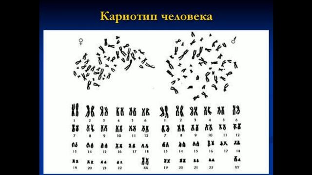 Әртүрлі ағзалардағы хромосома саны