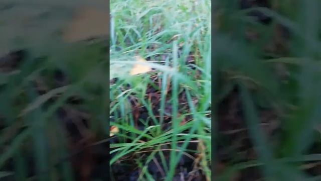 Опять с утра в лес, пока соседи спят #дача