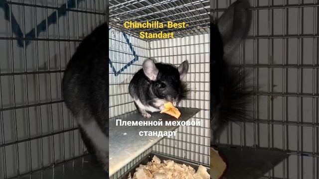 Шиншилловая ферма. Разведение меховых шиншилл. смотреть онлайн