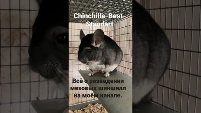 ШИНШИЛЛОВАЯ ФЕРМА смотреть онлайн