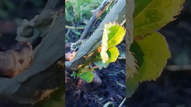 Роза ожила, но кажется теперь она шиповник.