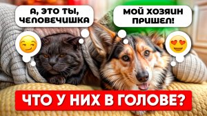 Кошки и собаки – почему так по-разному себя ведут? Но, что у них общего?