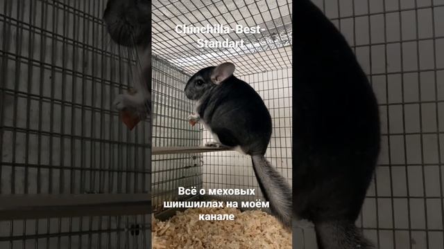 Животноводство смотреть онлайн