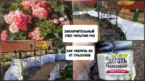 Заключительный этап укрытия роз. Как уберечь их от грызунов.