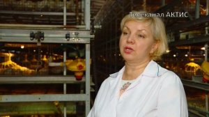 Ангарская птицефабрика продолжает работать