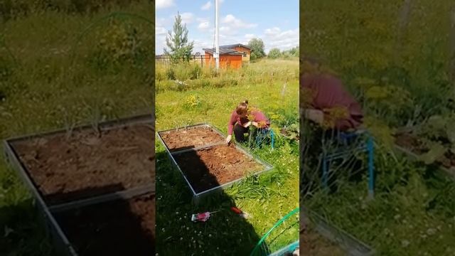 Редис золотыми ручками.