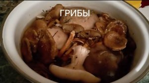 Осенние, лесные грибы. Как готовить. Грибы. Рецепт. Вкусные грибы.  Жареные грибы. #сезонконтента