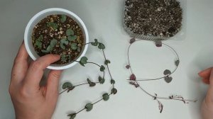 Церопегия Вуди. Уход и размножение черенкованием