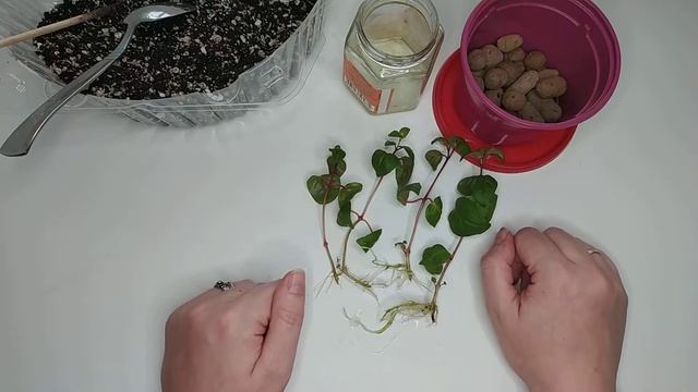 Размножение фуксии из черенков