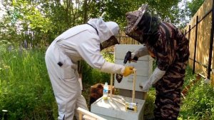 Пересадка пчёл из ловушек в ульи