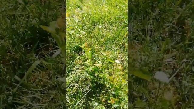Айва на огороде матушки.