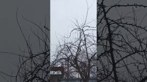 как правильно понизить зону плодоношения на высокой груш часть 1#обрезка #обрезкадеревьев