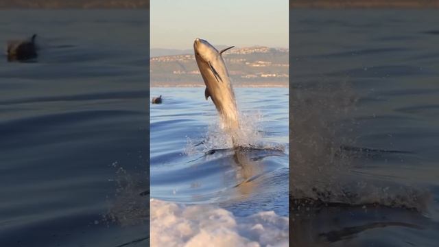 море,дельфины смотреть онлайн