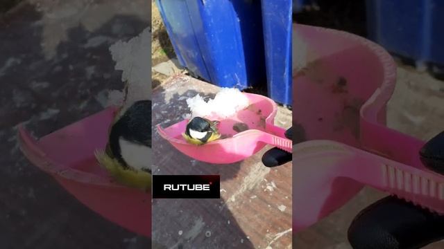 СИНИЧКА КРУТАЯ