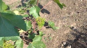 Нормировка Кодрянки 2020