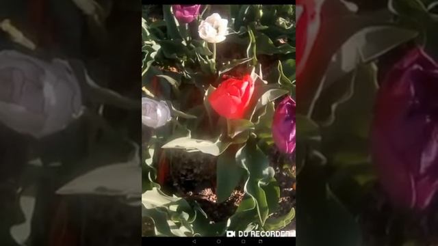 Причина конфликта мужской и женской части личности.Упражнение.