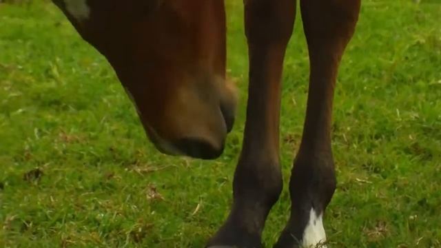 Equine Nutrition TvAgro por Juan Gonzalo Angel смотреть онлайн