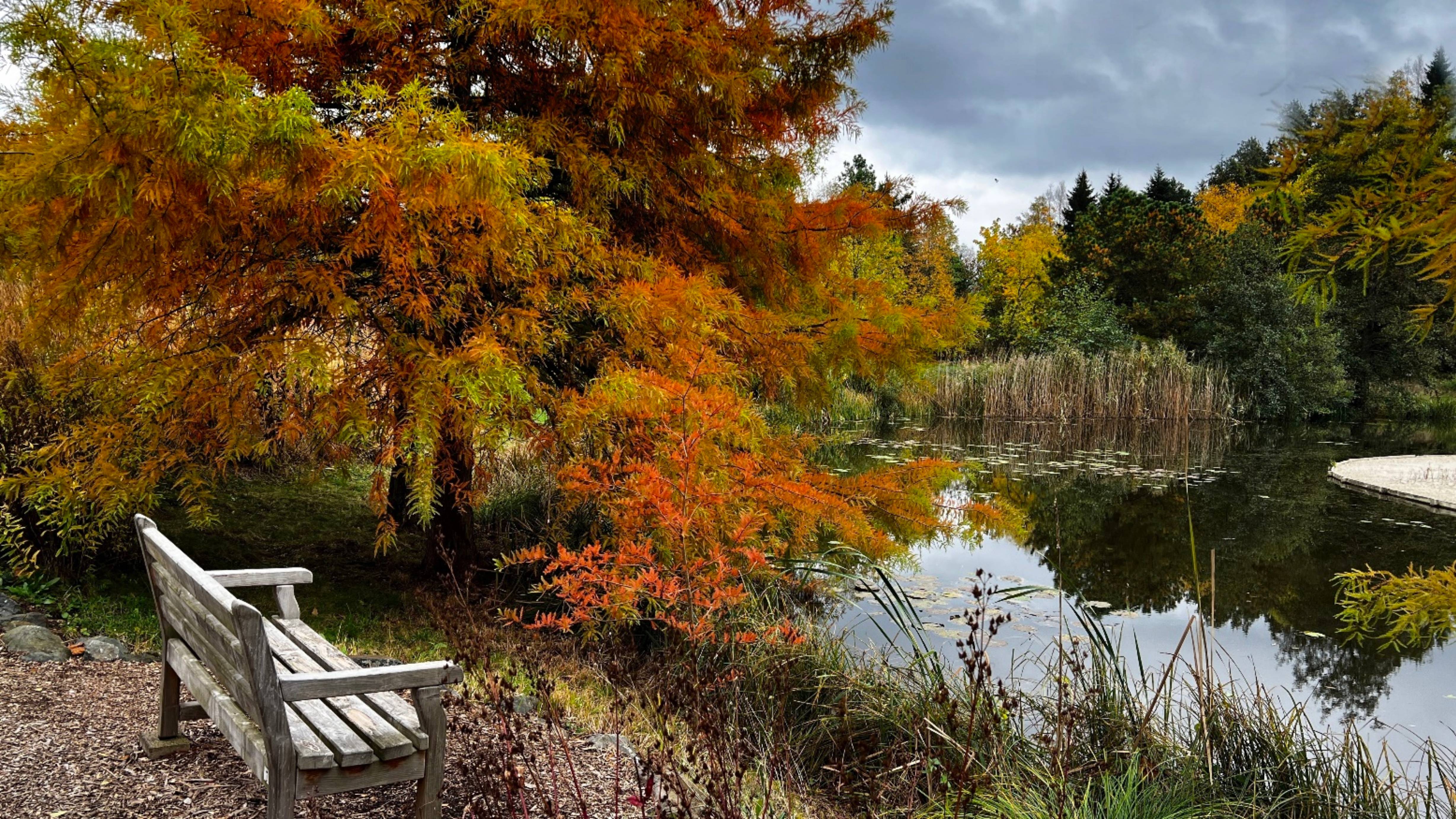 🍁"Осенняя Мелодия Любви"  🍂 /Три месяца я слушала только эту музыку/.✨💞💞💞