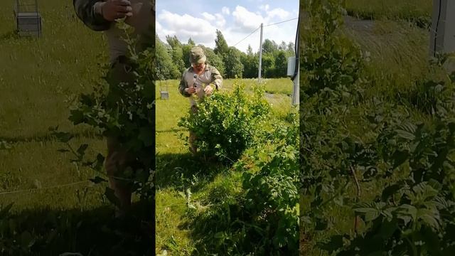Мой прекрасный крыжевник.