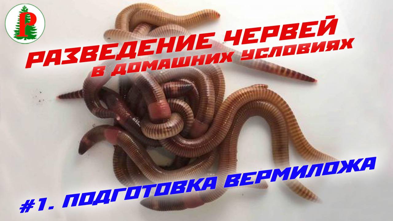 Подготовка вермиложа смотреть онлайн