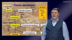 Чуб В.В. - Молекулы в пищевых цепях: от растений до человека - 16. Метаболизм серы