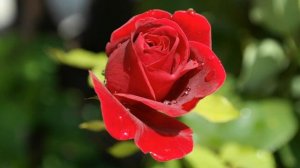 Спикерская Ирины К.  АП. (Анонимные переедающие). Тема : "Программа 12 шагов-это то, чем я живу".