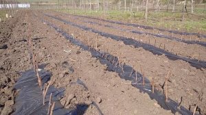 Высадка черенков винограда в школку