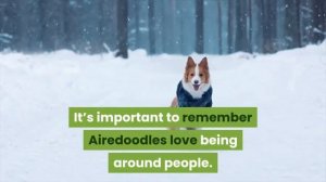 Airedoodle Size and Weight || Airedoodle Temperament and Behavior || Popular Names for Airedoodle