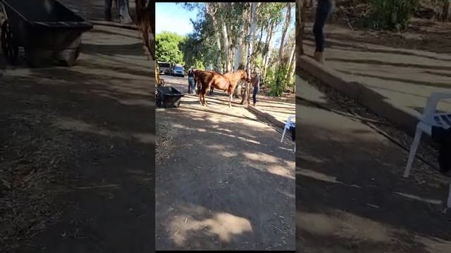 Cranial sacral unwinding and advanced applied Kinesiology class #horsehealth #healinghorses #horse смотреть онлайн